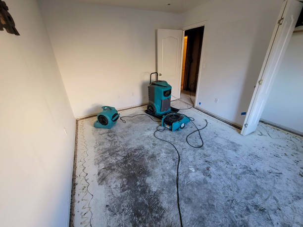 Best Mold removal after water damage  in Pelican Rapids, MN