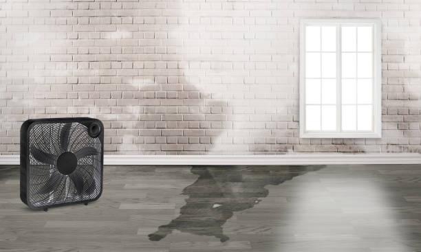 Best Water damage repair service  in Pelican Rapids, MN